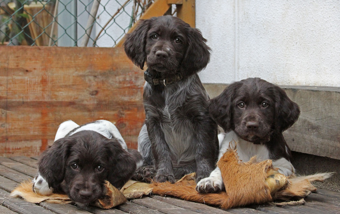 German munsterlander clearance puppies for sale